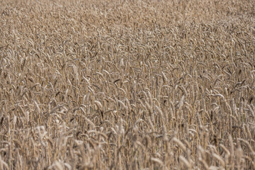 field of wheat