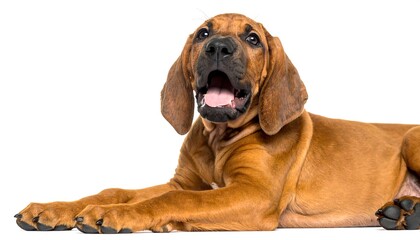 Playful puppy lying down, looking up
