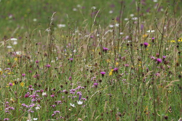 Le Parc National du Burren, en Irlande