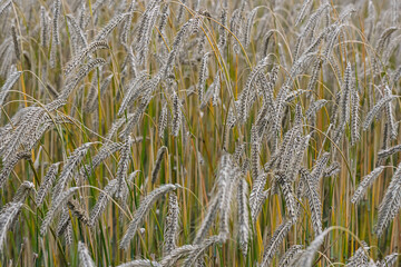 golden wheat field