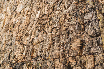 Detailed close-up of cork tree bark with rough texture and patches of green moss.