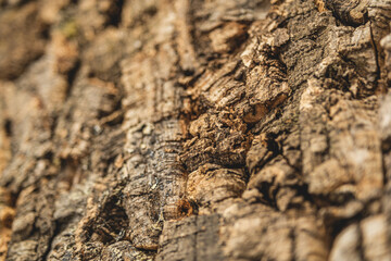 Detailed close-up of natural cork oak tree bark texture, rough surface pattern in warm tones.