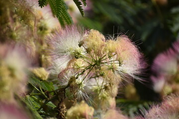 Blooming Albizia julibrissin with pink and white fluffy flowers