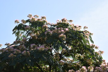 Blooming Albizia julibrissin with pink and white fluffy flowers