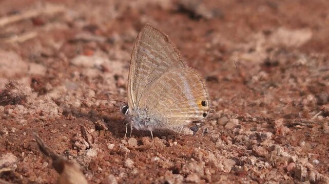 Tiny Grass Blue Butterfly