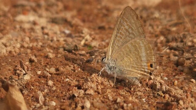 Tiny Grass Blue Butterfly
