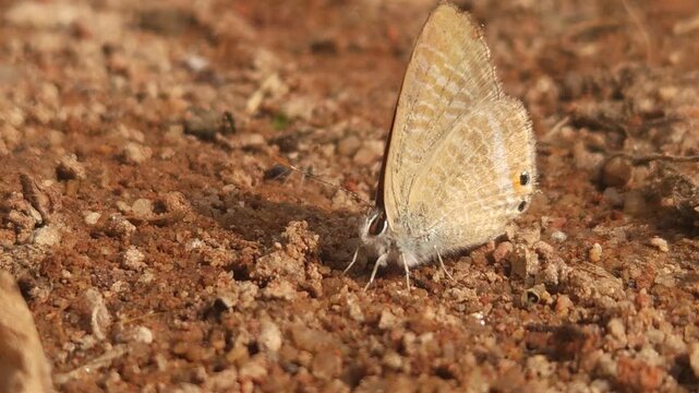 Tiny Grass Blue Butterfly