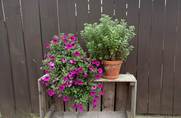Cascading Petunias and Herb Pot on Rustic Bench — Backyard Garden Still Life against Dark Wooden Fence, Terracotta Planters, Outdoor Summer Scene