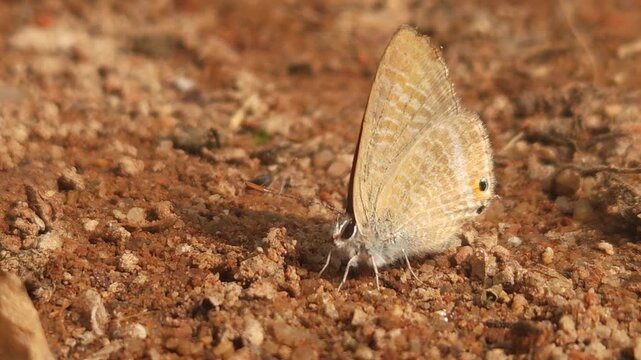 Tiny Grass Blue Butterfly