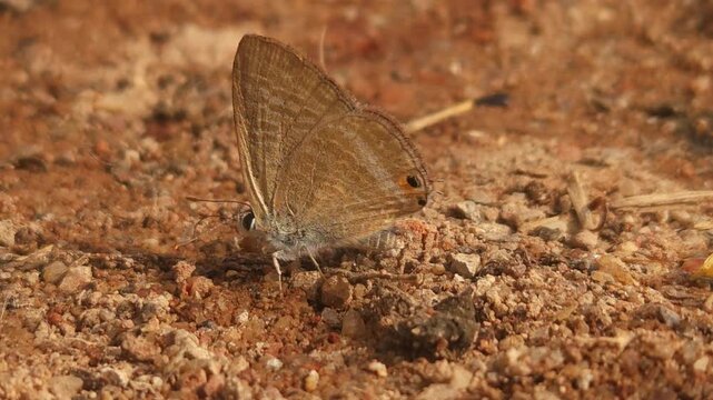 Tiny Grass Blue Butterfly