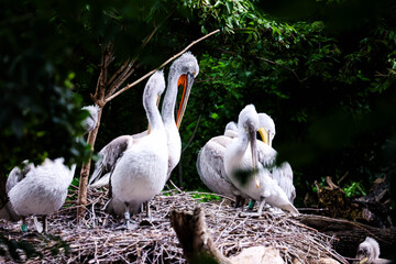 Wildlife photography taken at Schönbrunn Zoo in Vienna, featuring a variety of animals in naturalistic habitats.Tierfotografie im Tiergarten Schönbrunn in Wien mit einer Vielzahl von Tieren in naturna