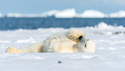 Polar bear relaxing on snow