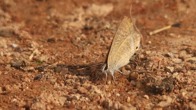 Tiny Grass Blue Butterfly