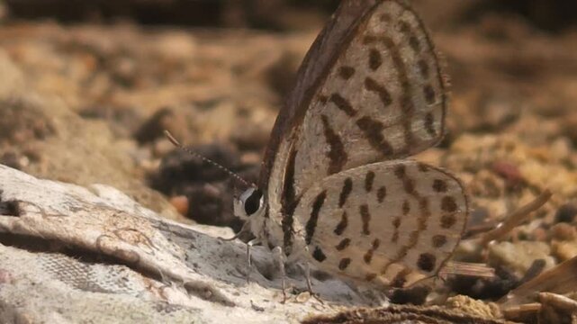 Tiny Grass Blue Butterfly
