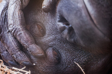 Wildlife photography at Schönbrunn Zoo Vienna with a variety of animals in natural habitats....