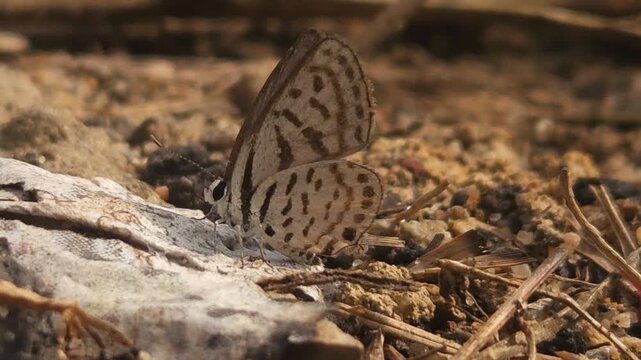 Tiny Grass Blue Butterfly