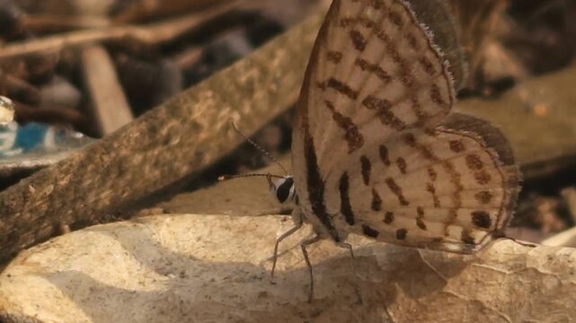 Tiny Grass Blue Butterfly