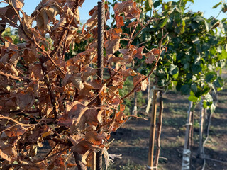 autumn leaves on the ground