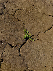 drought on the farm, drying up of the land