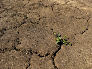 plant in the soil