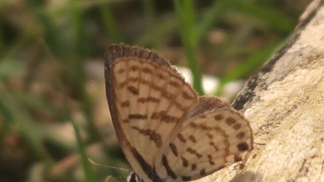 Tiny Grass Blue Butterfly