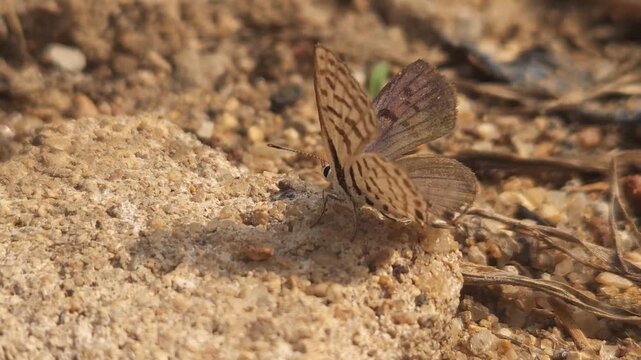 Tiny Grass Blue Butterfly