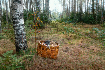 A wicker basket with mushrooms stands under a tree by the path. Mushroom picking in the forest.