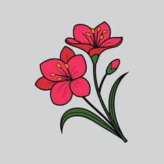 Botanical Canna Lily Drawing for Educational Use