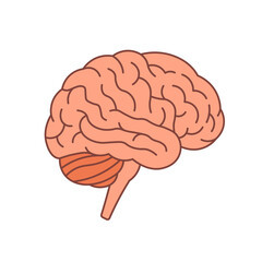 Brain vector flat human anatomy icon. Cartoon brain medical side view isolated flat head symbol