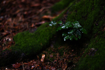 Nature. Woods. Haag Am Hausruck. Austria