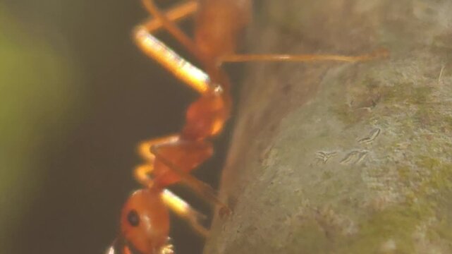 Ants marching on tree branch in natural environment