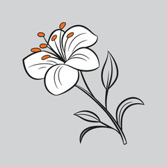 White Canna Lily Blossom with Stems Clipart