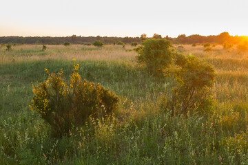 Fototapeta premium heath in germany in the evening light