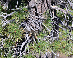 Gray Squirrel in Tree at Lassen National Forest, California