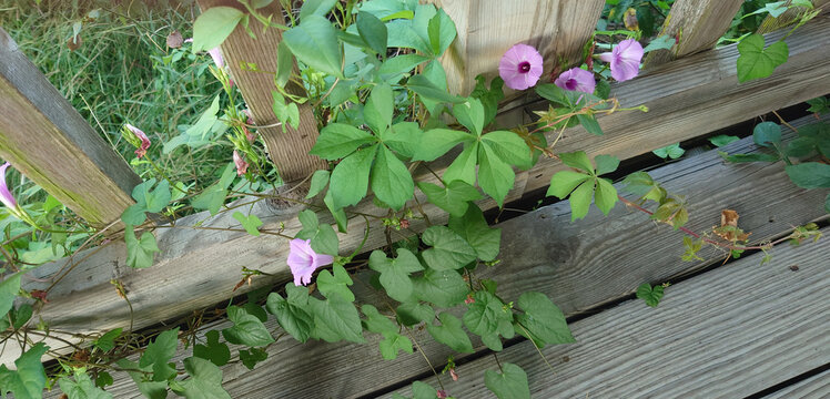 attempted porch takeover by morning glories