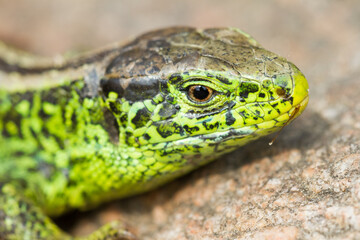 sand lizard (Lacerta agilis)