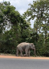 elephant on the road near wild