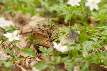 common toal between timbleweeds