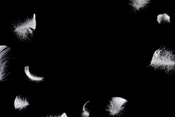 White feather isolated on a black background.