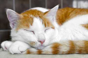 Half ginger white cat sleeping on a chair at home. Happy tabby cat.