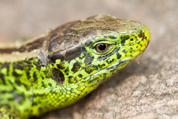 sand lizard (Lacerta agilis)