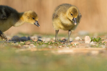 greylag goose gosling in spring