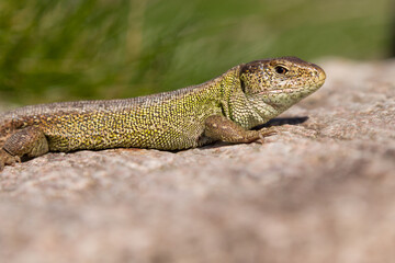 sand lizard