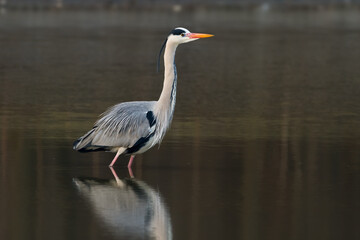 grey heron