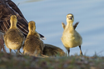 greylag goose goslings in spring