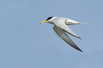 flying little tern