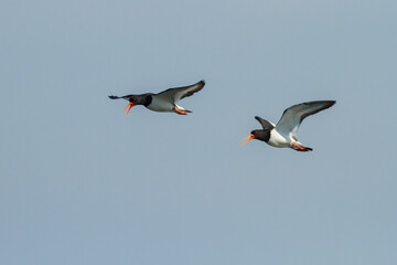two flying oystercatchers