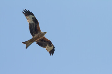 flying red kite