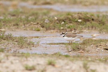 little ringed plover in habitat