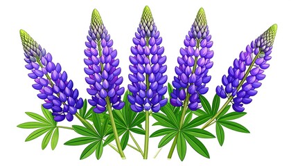 Illustration of vibrant purple lupines
